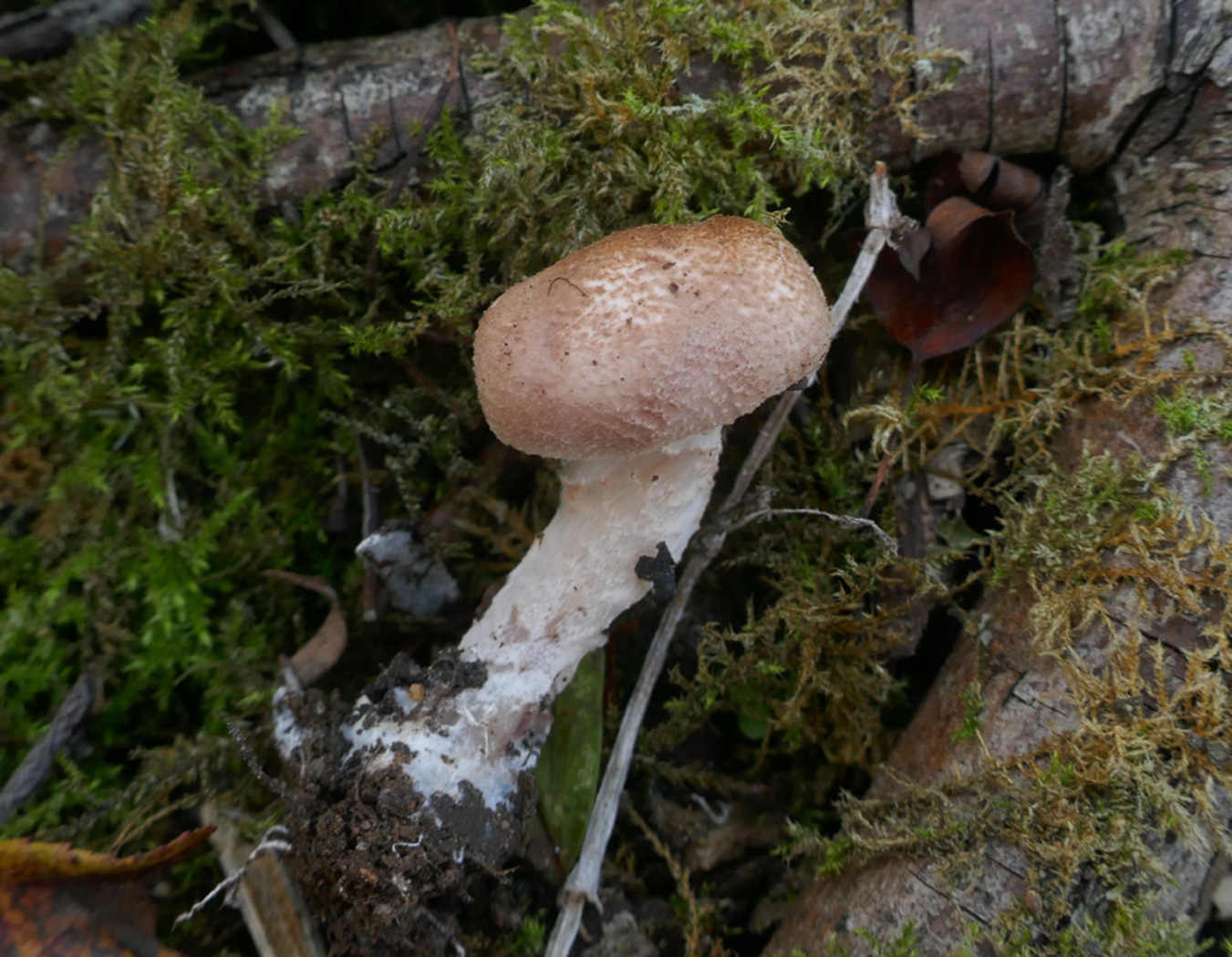Photo © Jackie Ewan Lepiota subincarnata by Jackie Ewan